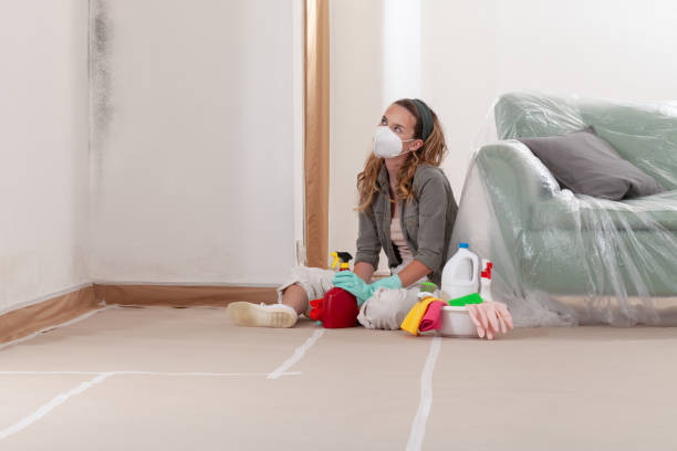 Reliable Basement Mold Remediation contractor in Arizona, AZ by WQB Mold Removal